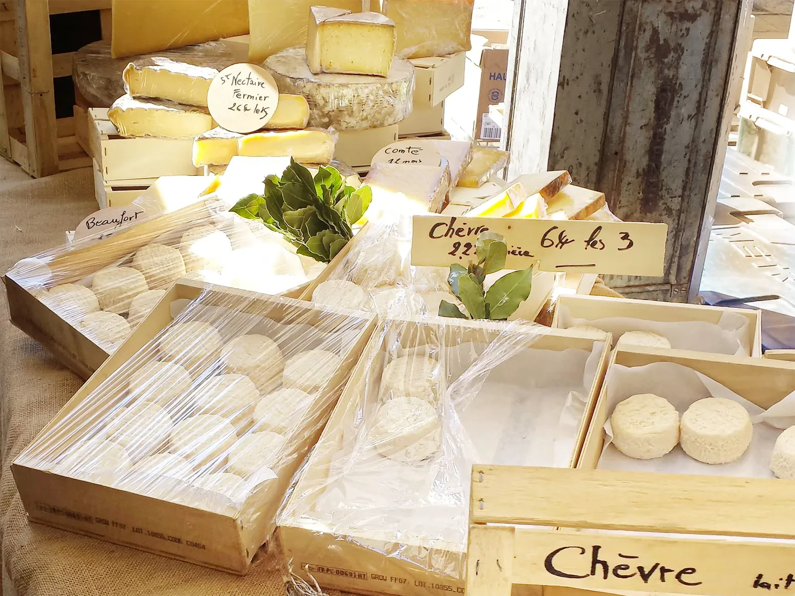 Goat cheeses at a Provençal market stall