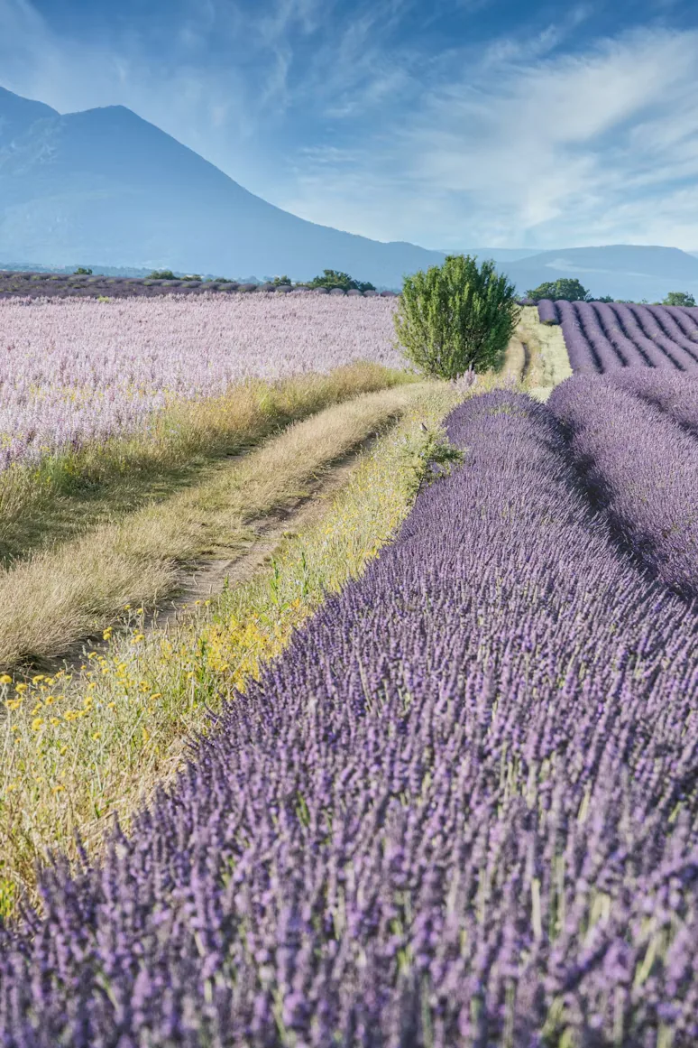 A path through lavender fields with mountains behind