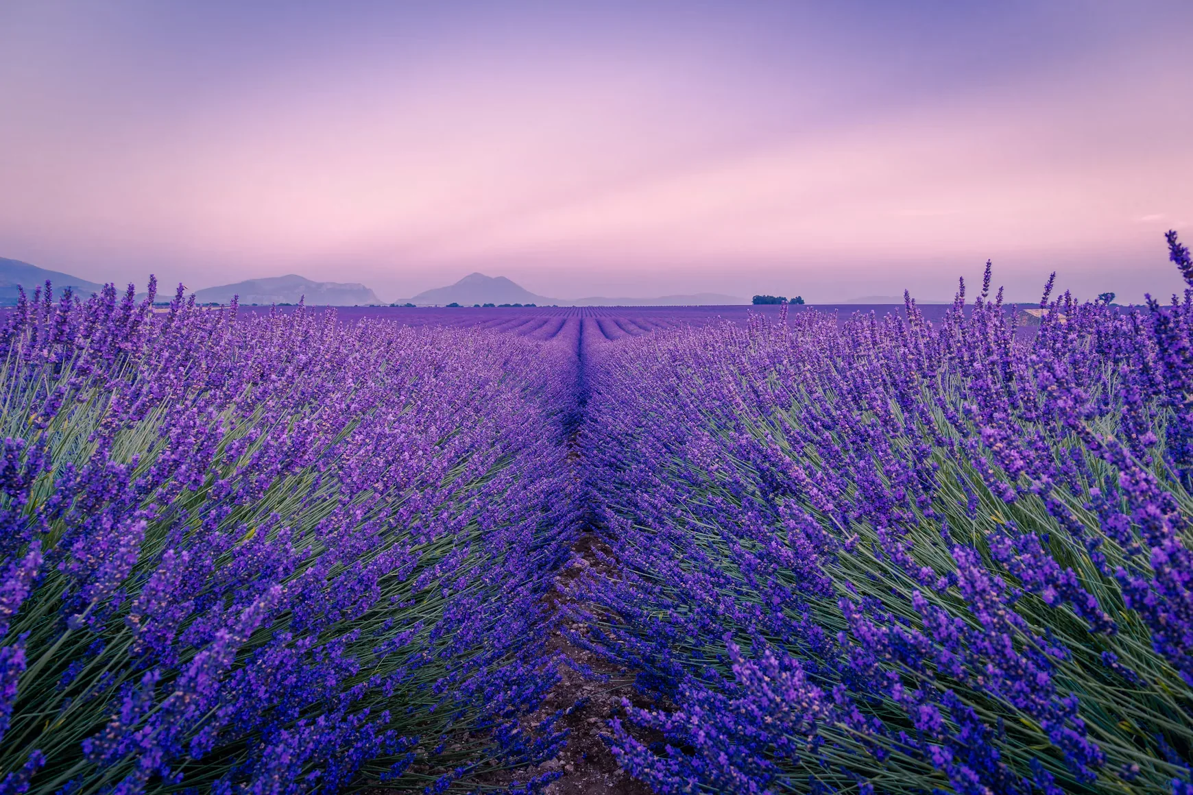 Lavender fields in Provence at dusk