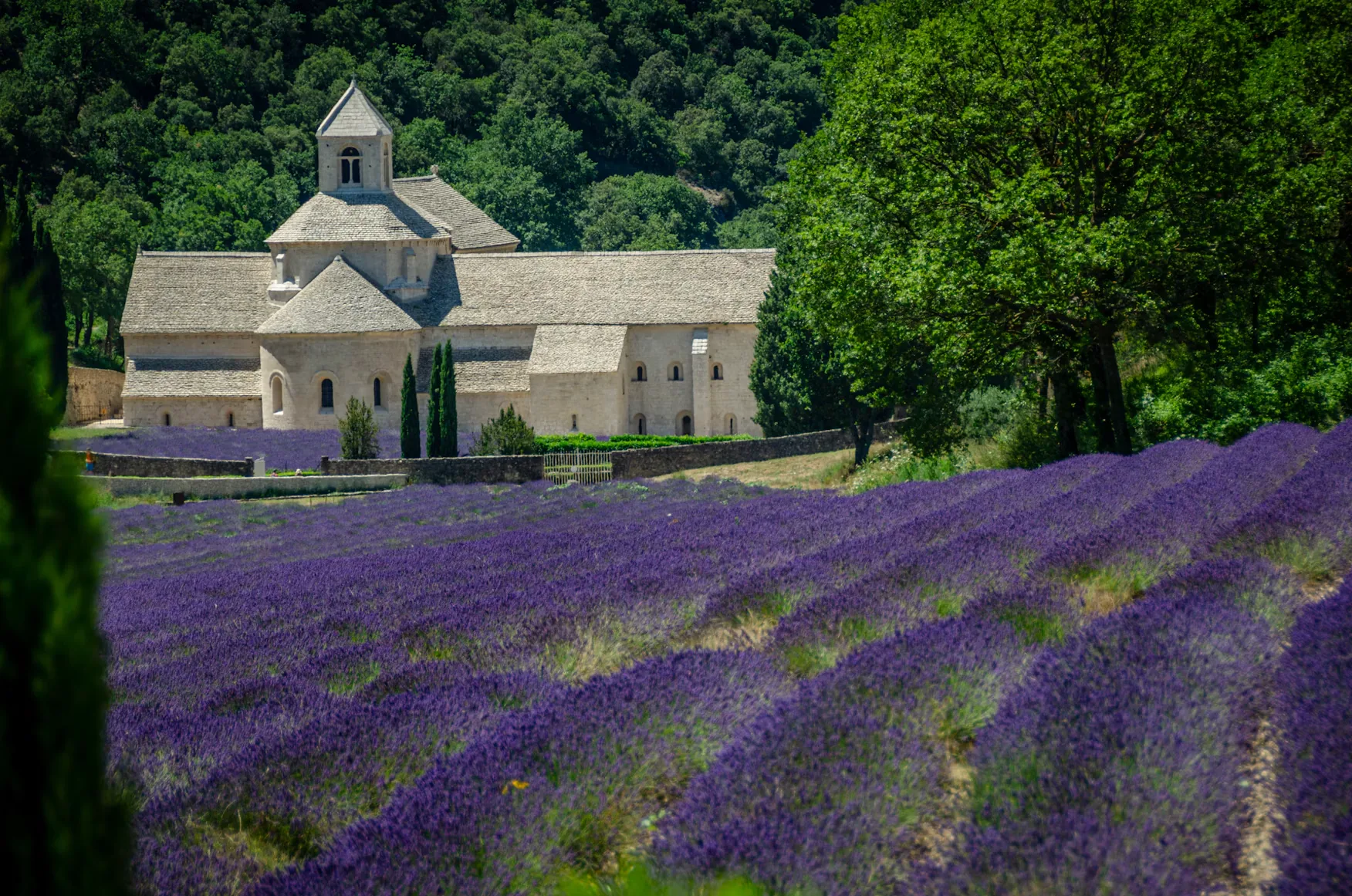 Lavender rows in front of Sénanque Abbey